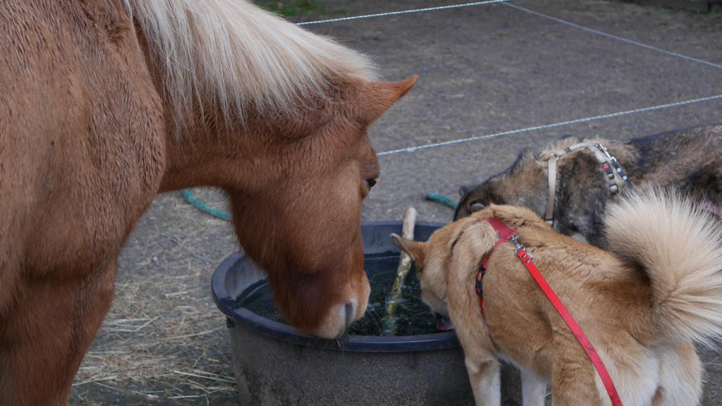 Paard en honden drinken samen uit de waterbak